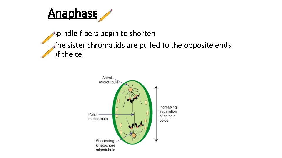 Anaphase • Spindle fibers begin to shorten • The sister chromatids are pulled to