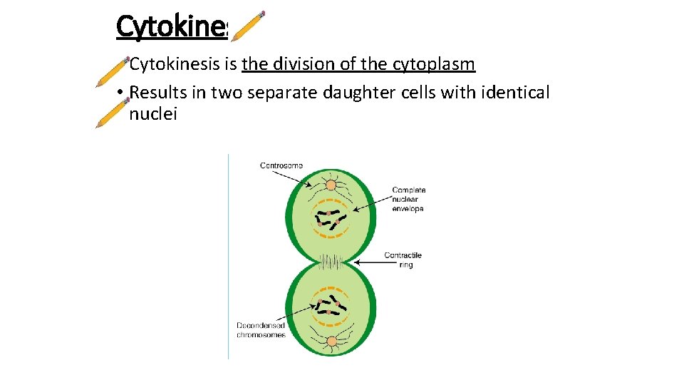 Cytokinesis • Cytokinesis is the division of the cytoplasm • Results in two separate