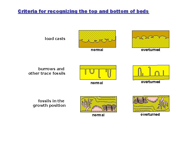 Criteria for recognizing the top and bottom of beds load casts normal overturned burrows Criteria for recognizing the top and bottom of beds load casts normal overturned burrows