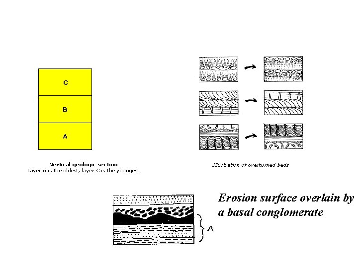 C B A . Vertical geologic section Layer A is the oldest, layer C C B A . Vertical geologic section Layer A is the oldest, layer C