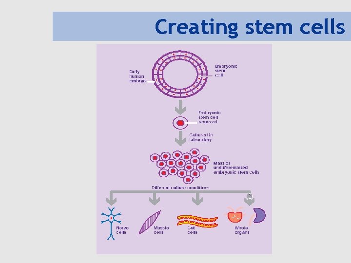 Creating stem cells 