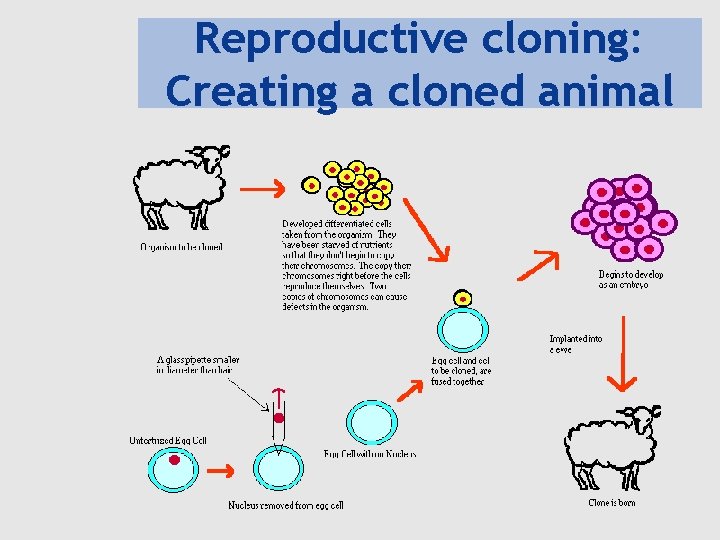 Reproductive cloning: Creating a cloned animal 