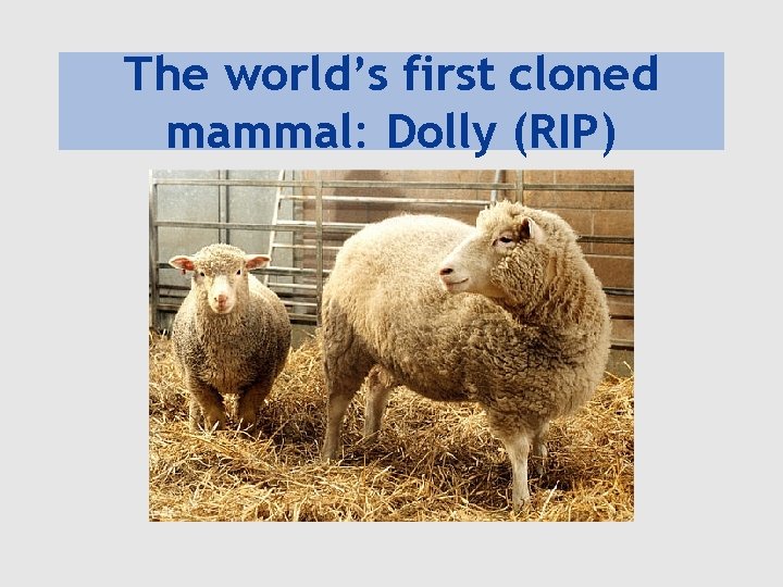 The world’s first cloned mammal: Dolly (RIP) 