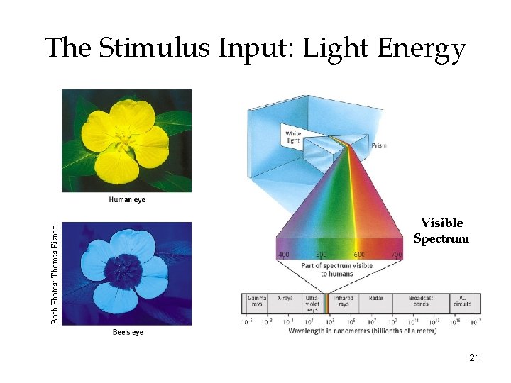 Both Photos: Thomas Eisner The Stimulus Input: Light Energy Visible Spectrum 21 