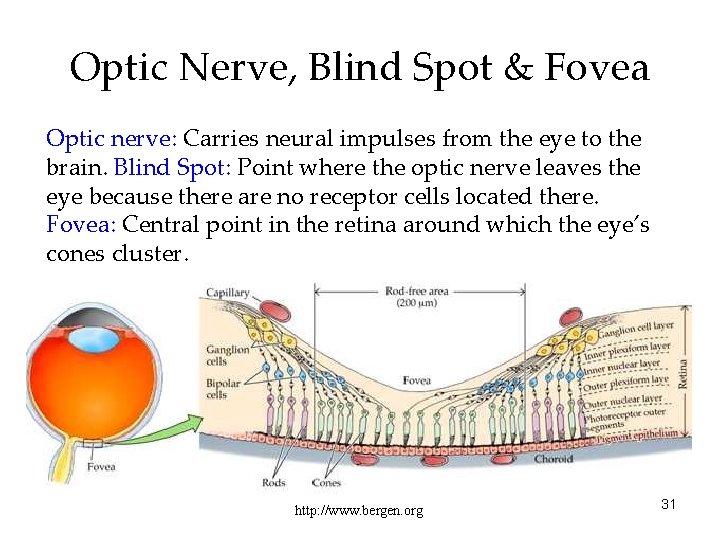 Optic Nerve, Blind Spot & Fovea Optic nerve: Carries neural impulses from the eye