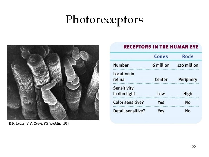 Photoreceptors E. R. Lewis, Y. Y. Zeevi, F. S Werblin, 1969 33 