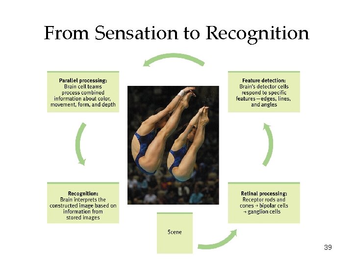 From Sensation to Recognition 39 