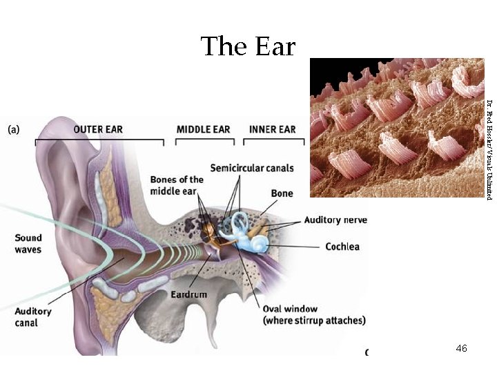 The Ear Dr. Fred Hossler/ Visuals Unlimited 46 