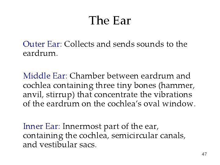 The Ear Outer Ear: Collects and sends sounds to the eardrum. Middle Ear: Chamber