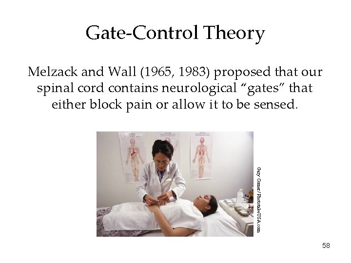 Gate-Control Theory Melzack and Wall (1965, 1983) proposed that our spinal cord contains neurological