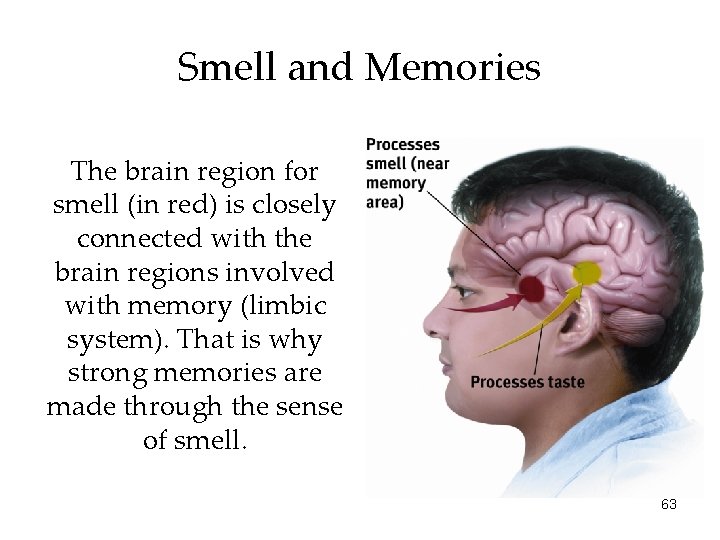 Smell and Memories The brain region for smell (in red) is closely connected with