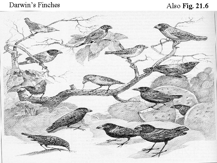 Darwin’s Finches Also Fig. 21. 6 
