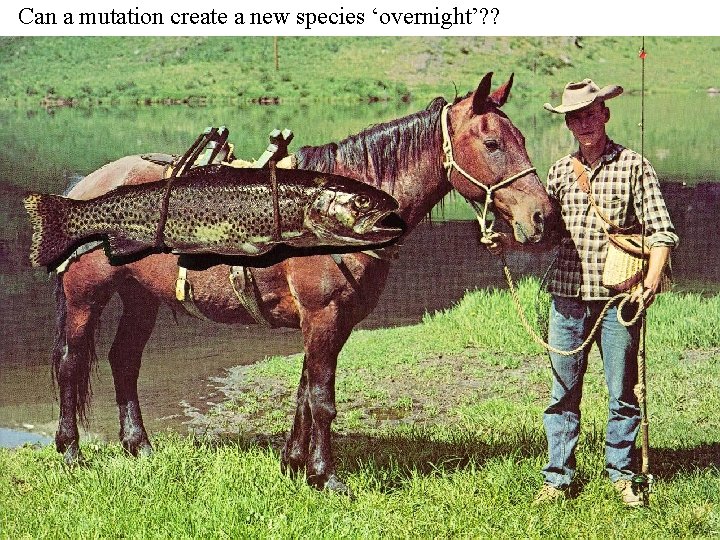 Can a mutation create a new species ‘overnight’? ? 