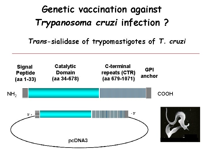 Genetic vaccination against Trypanosoma cruzi infection ? Trans-sialidase of trypomastigotes of T. cruzi Signal