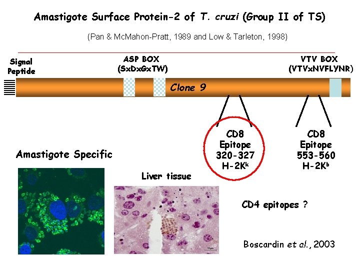 Amastigote Surface Protein-2 of T. cruzi (Group II of TS) (Pan & Mc. Mahon-Pratt,