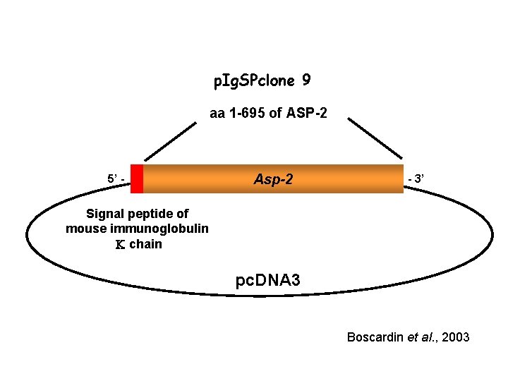 p. Ig. SPclone 9 aa 1 -695 of ASP-2 5’ - Asp-2 - 3’