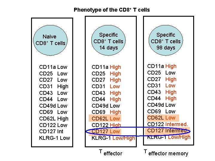 Phenotype of the CD 8+ T cells Naive CD 8+ T cells CD 11