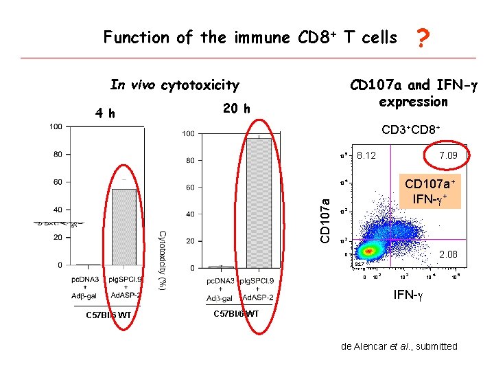 ? Function of the immune CD 8+ T cells In vivo cytotoxicity 4 h