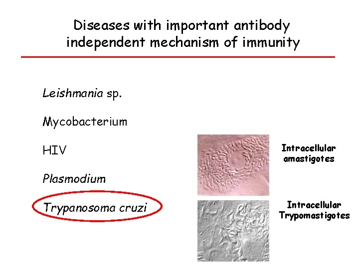 Diseases with important antibody independent mechanism of immunity Leishmania sp. Mycobacterium HIV Intracellular amastigotes