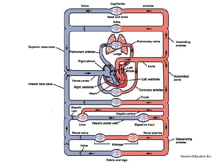 Biomedical Engineering for Global Health Lecture Sixteen Review