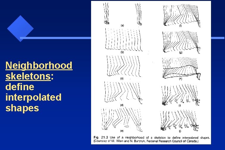 Neighborhood skeletons: define interpolated shapes 