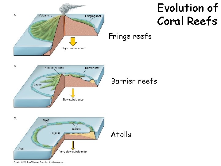 Evolution of Coral Reefs Fringe reefs Barrier reefs Atolls 