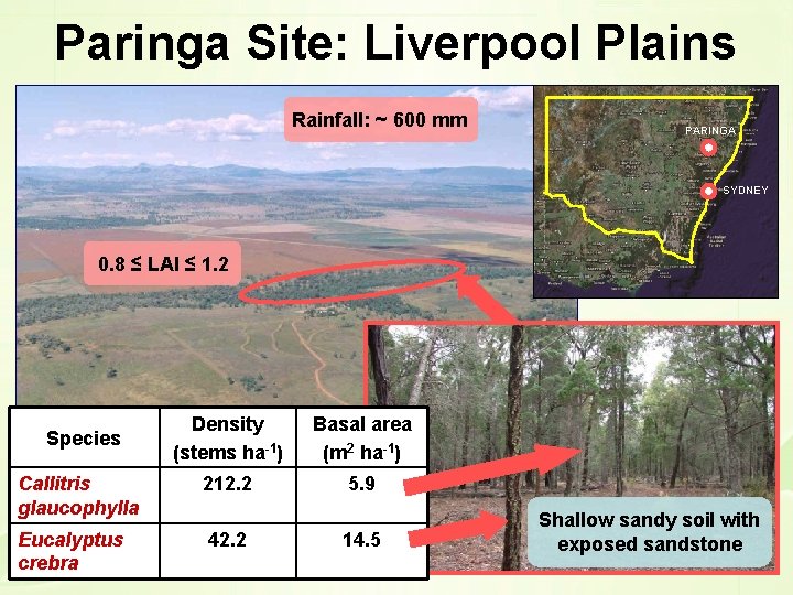 Paringa Site: Liverpool Plains Rainfall: ~ 600 mm PARINGA SYDNEY 0. 8 ≤ LAI