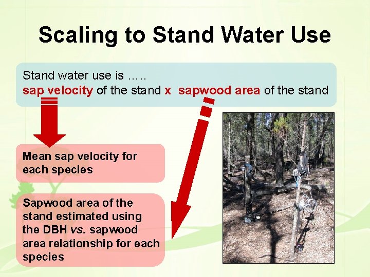 Scaling to Stand Water Use Stand water use is …. . sap velocity of