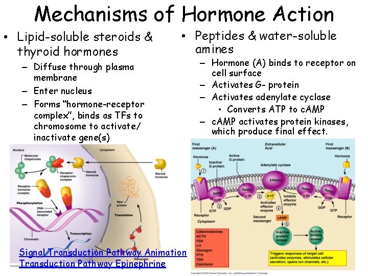 Mechanisms of Hormone Action • Lipid-soluble steroids & thyroid hormones • Peptides & water-soluble