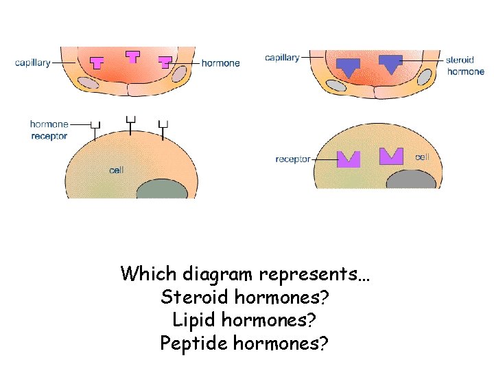 Which diagram represents… Steroid hormones? Lipid hormones? Peptide hormones? 