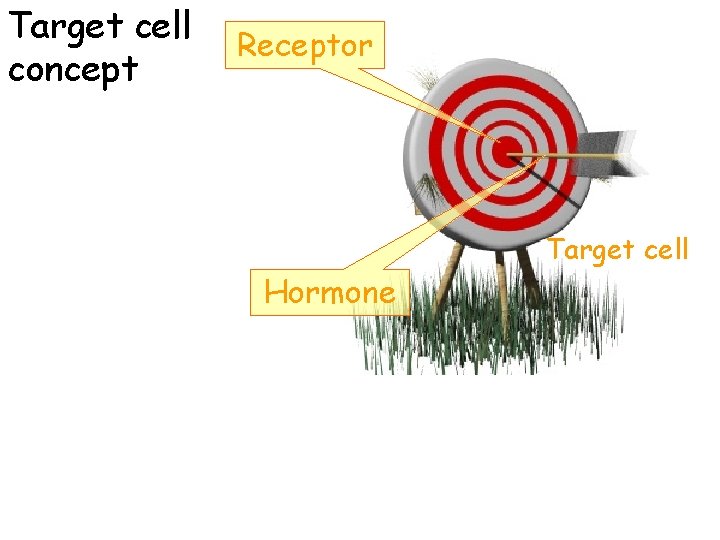 Target cell concept Receptor Target cell Hormone 