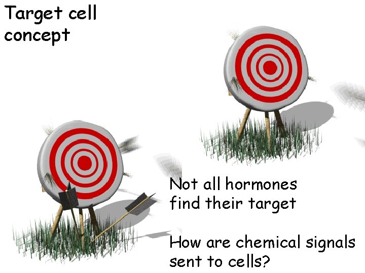 Target cell concept Not all hormones find their target How are chemical signals sent