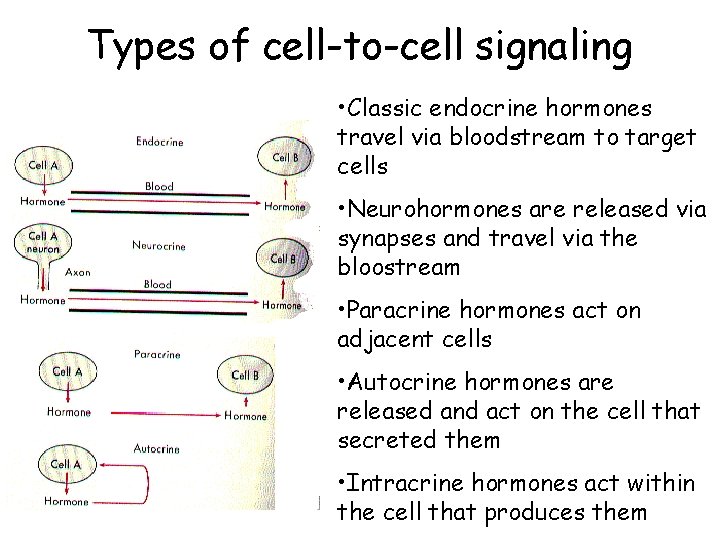 Types of cell-to-cell signaling • Classic endocrine hormones travel via bloodstream to target cells