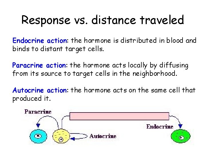 Response vs. distance traveled Endocrine action: the hormone is distributed in blood and binds