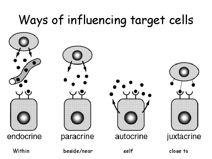 Ways of influencing target cells Within beside/near self close to 