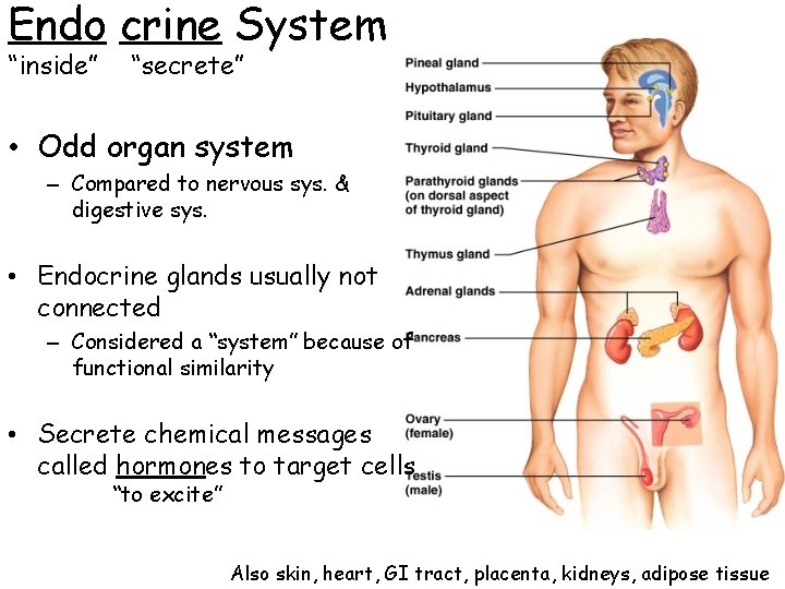 Endo crine System “inside” “secrete” • Odd organ system – Compared to nervous sys.