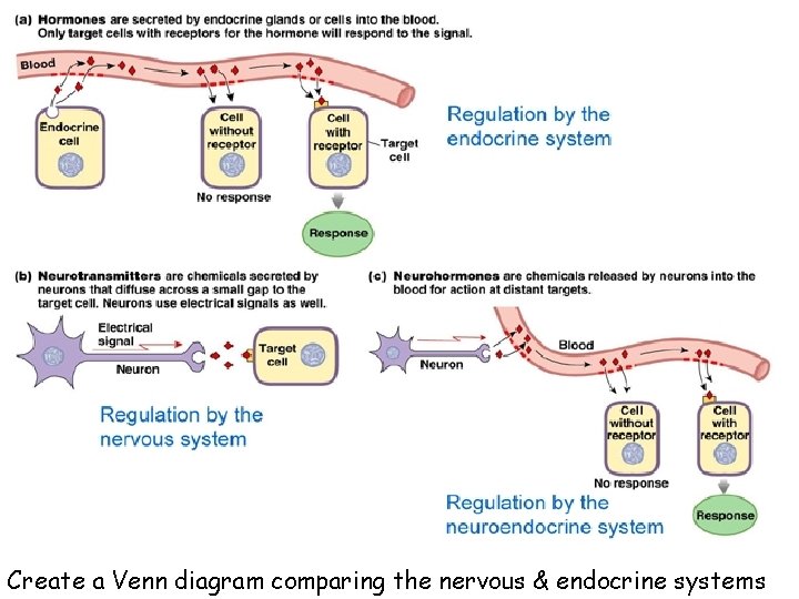 Create a Venn diagram comparing the nervous & endocrine systems 