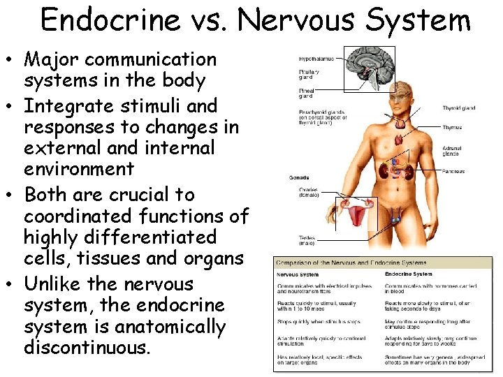 Endocrine vs. Nervous System • Major communication systems in the body • Integrate stimuli