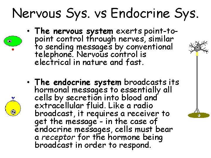 Nervous Sys. vs Endocrine Sys. • The nervous system exerts point-topoint control through nerves,