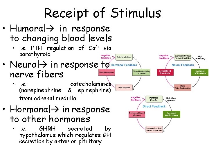 Receipt of Stimulus • Humoral in response to changing blood levels • i. e.