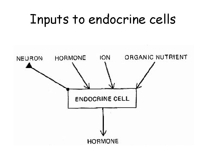 Inputs to endocrine cells 