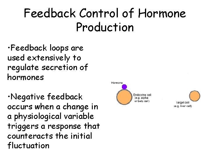 Feedback Control of Hormone Production • Feedback loops are used extensively to regulate secretion