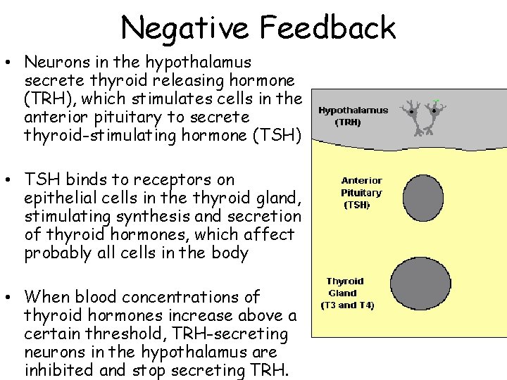 Negative Feedback • Neurons in the hypothalamus secrete thyroid releasing hormone (TRH), which stimulates