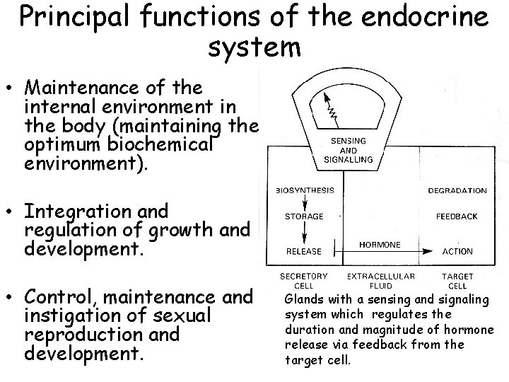 Principal functions of the endocrine system • Maintenance of the internal environment in the