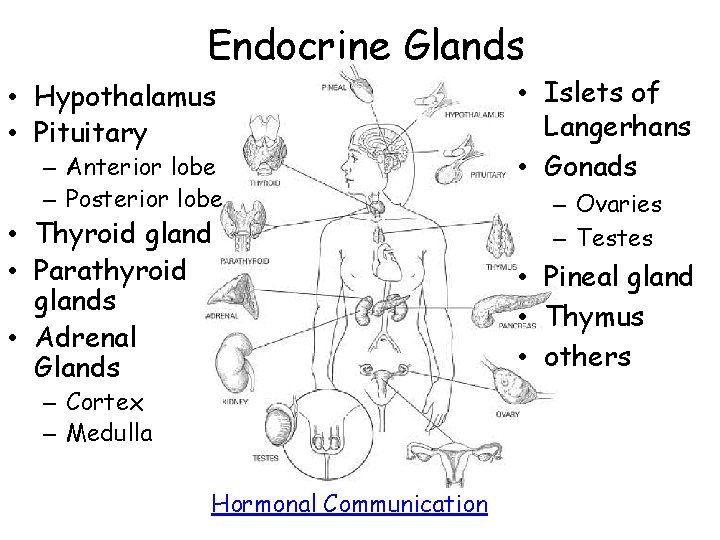 Endocrine Glands • Hypothalamus • Pituitary – Anterior lobe – Posterior lobe • Thyroid