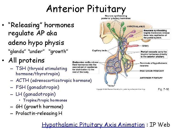 Anterior Pituitary • “Releasing” hormones regulate AP aka adeno hypo physis “glands” “under” “growth”