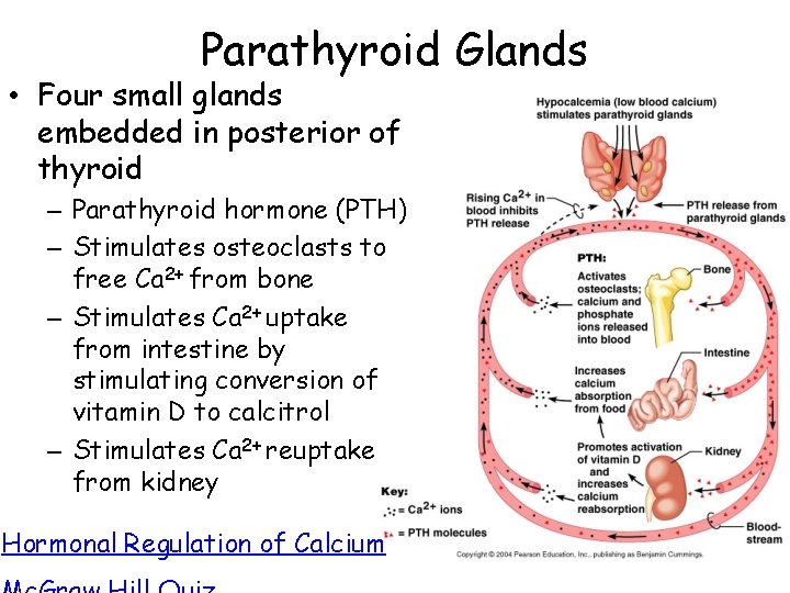 Parathyroid Glands • Four small glands embedded in posterior of thyroid – Parathyroid hormone