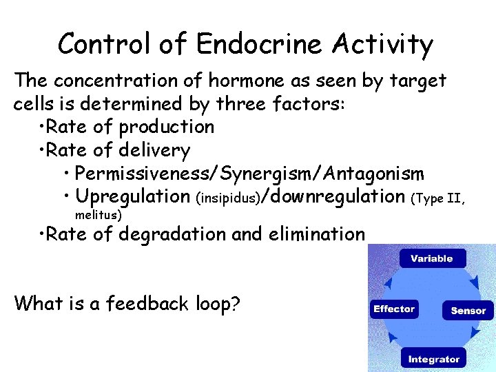 Control of Endocrine Activity The concentration of hormone as seen by target cells is