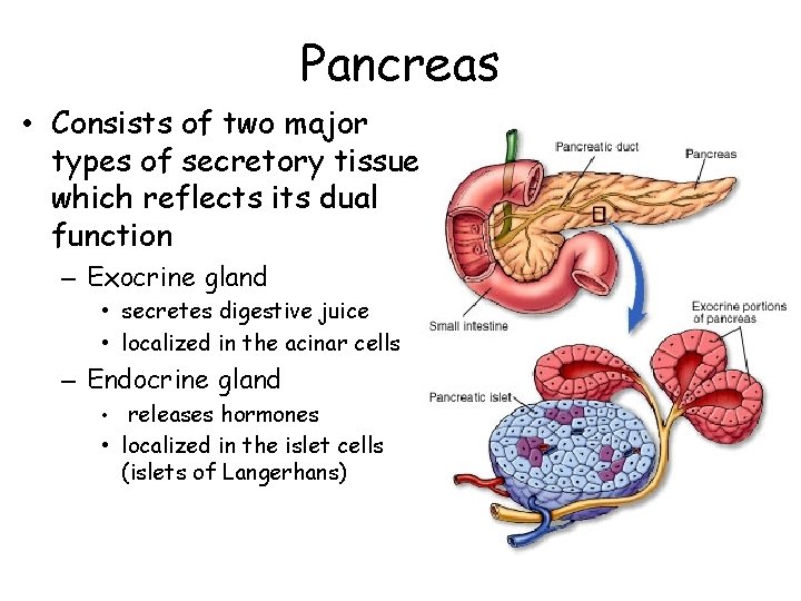 Pancreas • Consists of two major types of secretory tissues which reflects its dual