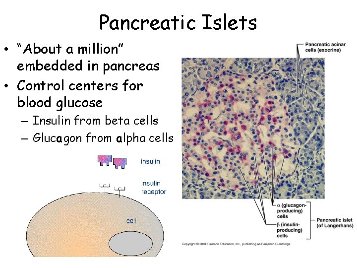 Pancreatic Islets • “About a million” embedded in pancreas • Control centers for blood
